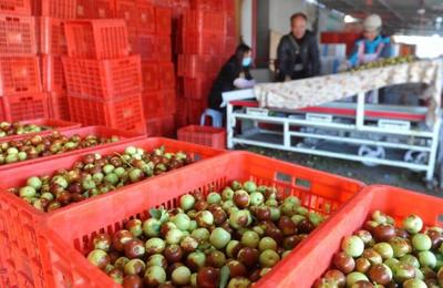 黃驊:金秋時(shí)節(jié)冬棗飄香