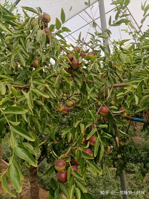 哪里的冬棗最好?山東沾化、河北黃驊、陜西大荔,還是山西、新疆江西或其他地方?