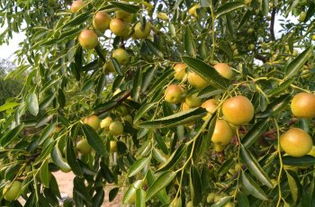 黃驊三娘冬棗采摘園全攻略 門(mén)票、地址、游玩指南及圖片分享