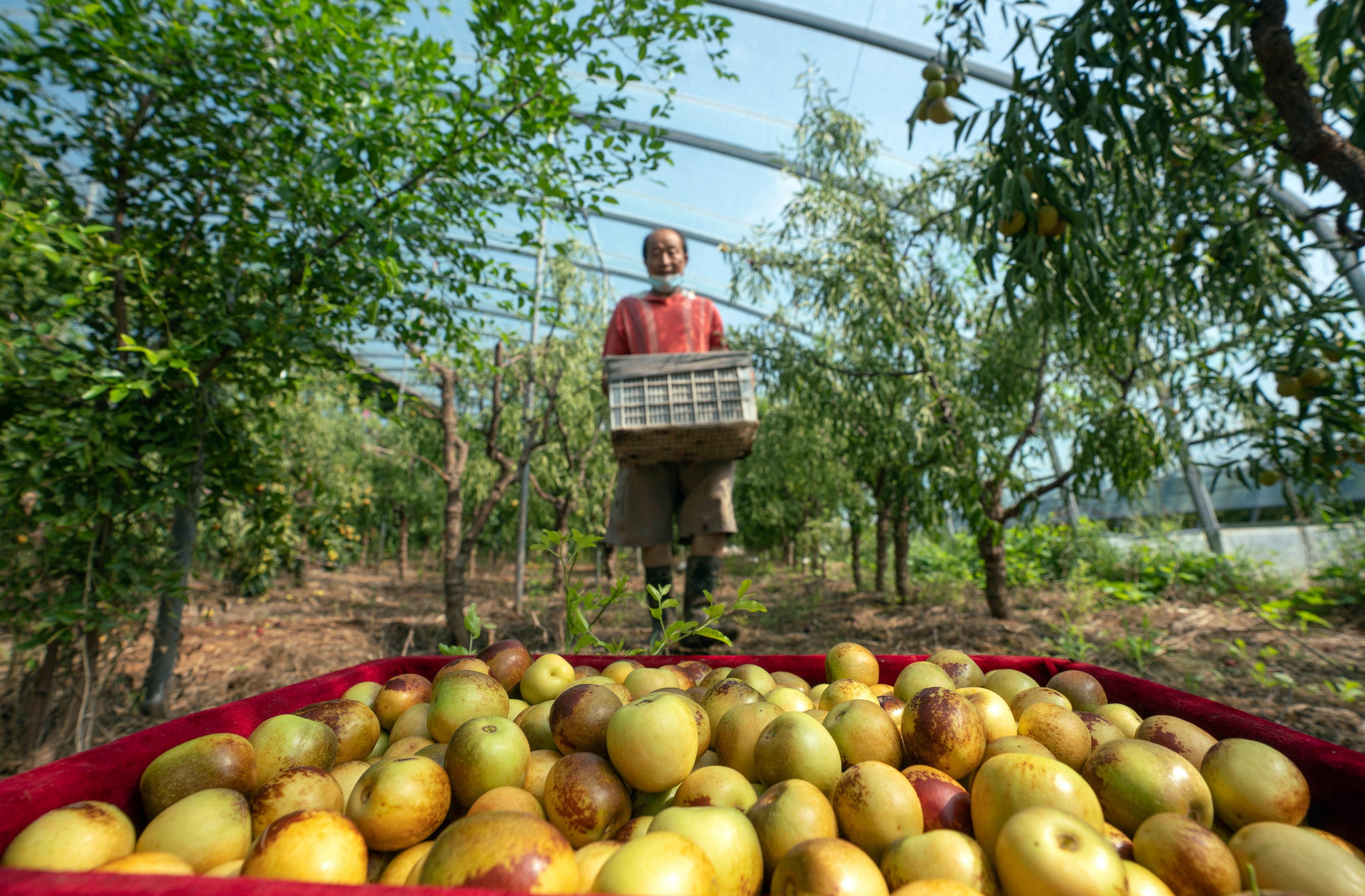河北黃驊 冬棗大棚采收忙，特色產(chǎn)業(yè)促增收