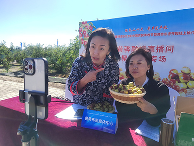 河北黃驊 古貢棗園話豐收，特色農(nóng)業(yè)促振興