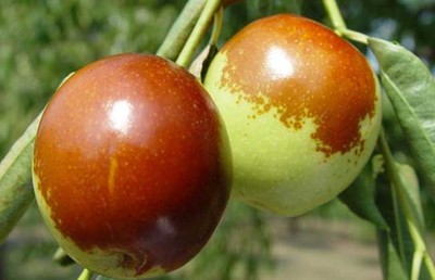 黃驊冬棗的營(yíng)養(yǎng)價(jià)值與健康功效