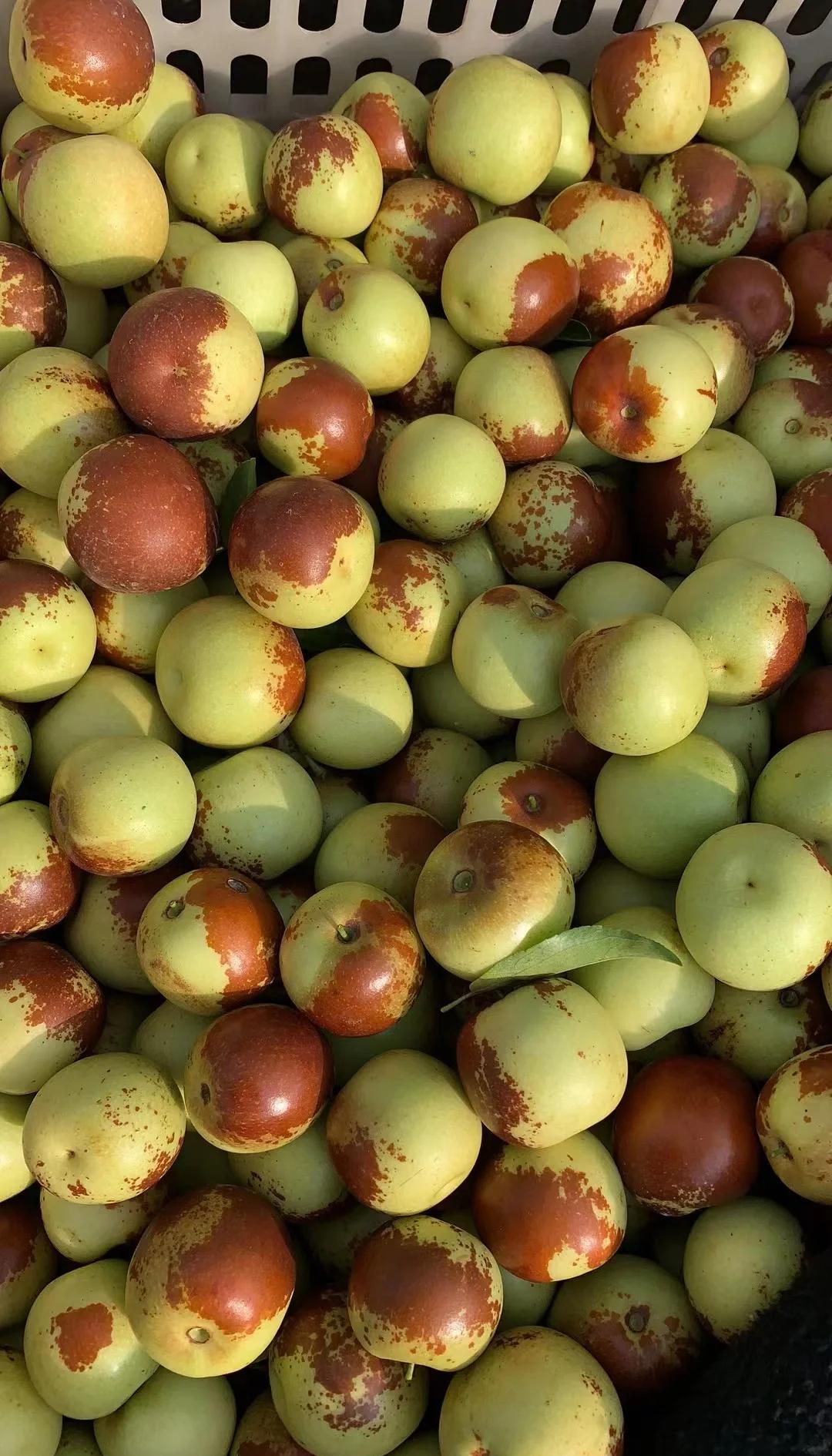 黃驊冬棗鮮到爆！舌尖速遞，領(lǐng)略冰甜脆爽的秋日珍饈